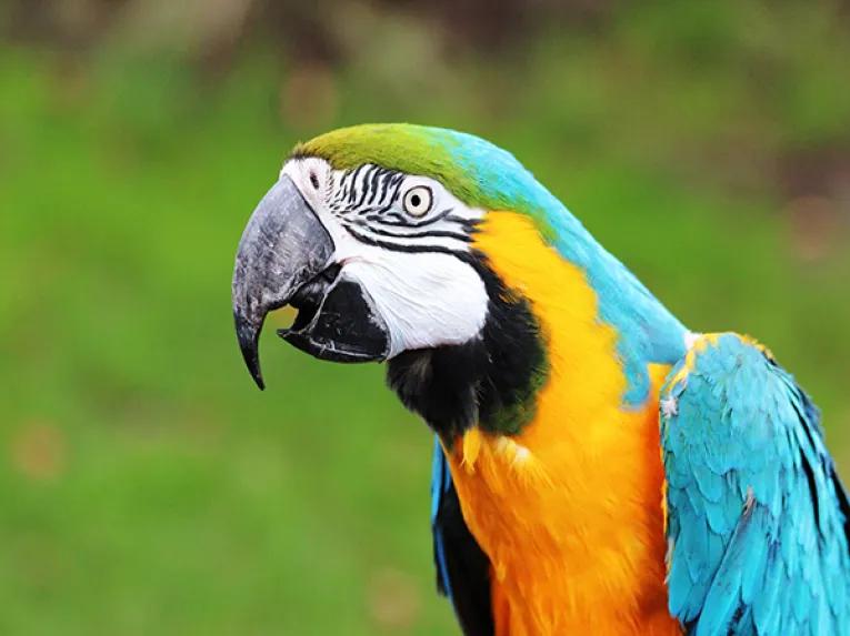 Chessington Zoo