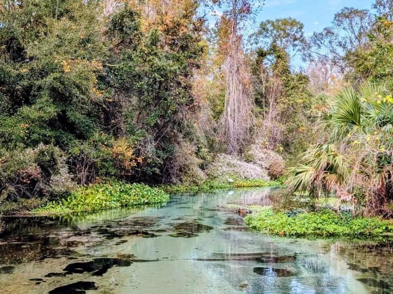 A clear, shallow spring run lined with lush green vegetation and palm trees on the Rock Springs River Tubing & Apopka Wildlife Adventure tour.