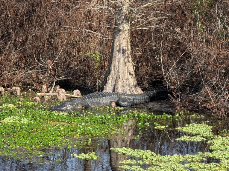 A large alligator sunbathing on the bank next to a cypress tree on the Rock Springs River Tubing & Apopka Wildlife Adventure tour.