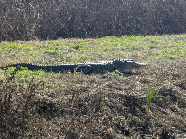 A large American alligator basking on a grassy bank on the Rock Springs River Tubing & Apopka Wildlife Adventure tour.