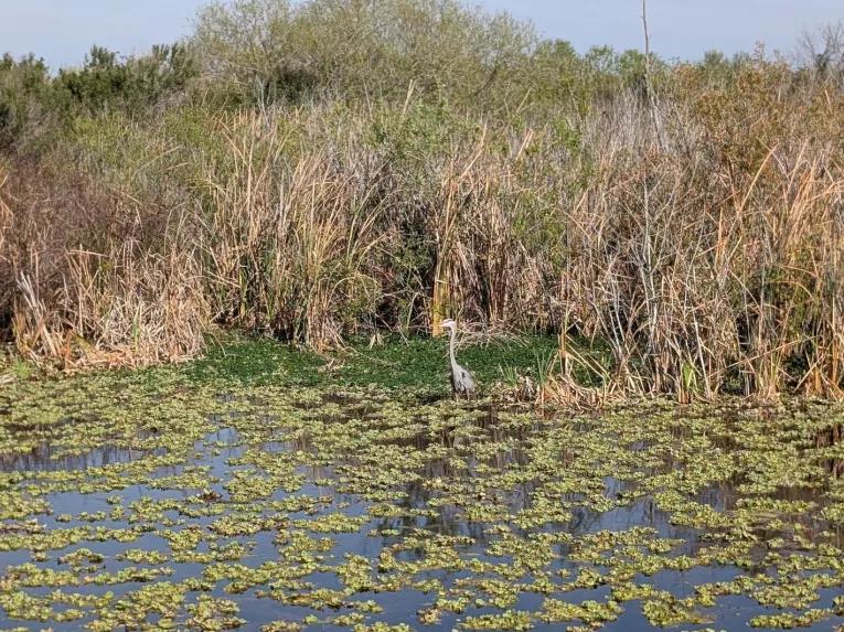 A great blue heron standing by marsh grass and water lettuce on the Rock Springs River Tubing & Apopka Wildlife Adventure tour.